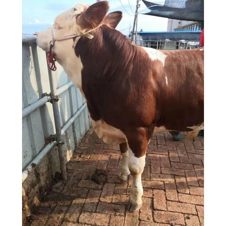 阿扎伦卡赛事官方发布赛事规则更新新规，公牛争议不断！的简单介绍